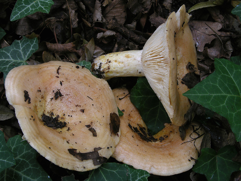 4 Lactarius sp.